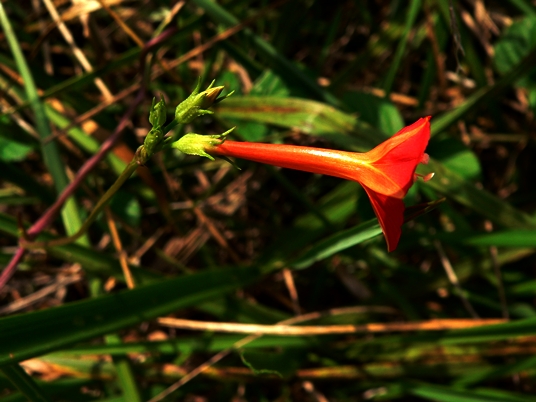{Ipomoea coccinea}